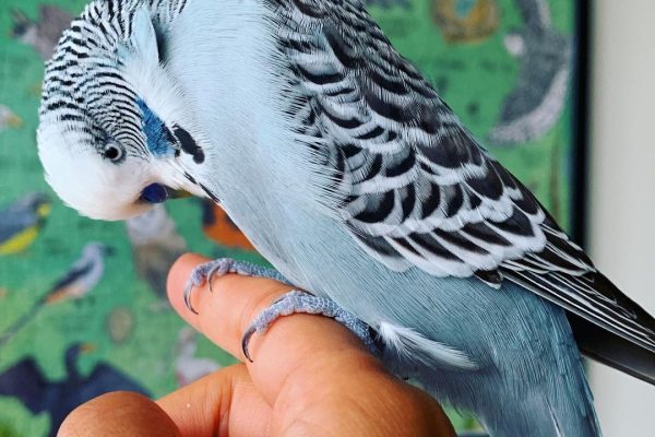 bird boarding in toronto