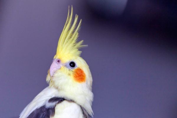 cockatiel-parrot closeup