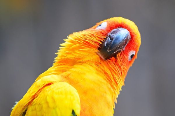 parrot sun conure