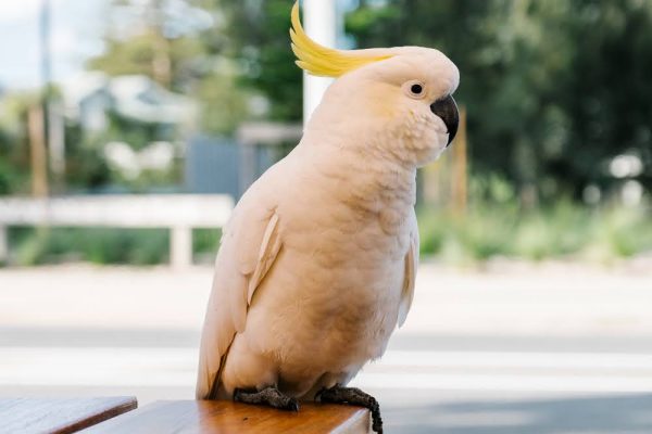 Avian Bird Sitting Toronto